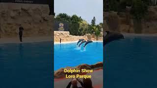 DOLPHIN SHOW - LORO PARQUE - TENERIFE - SPAIN - 2023 - 4K