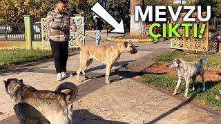 DEV ÇOBAN KÖPEĞİNİ GÖREN SOKAK KÖPEKLERİ KORKTU!