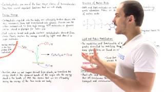 Introduction to Carbohydrates