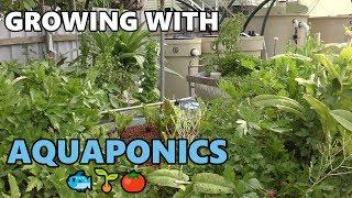 Aquaponic Update | Deep Water Culture, College of Aquaponics & More