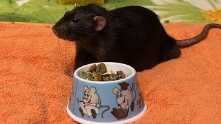 Новая мисочка у Татошки и Емельки. #animal #животные #rat #крысы
