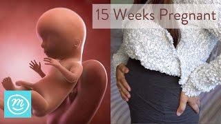 15 Weeks Pregnant: What You Need To Know - Channel Mum