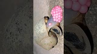 Golden apple snails lay lovely pink eggs  | Tropical Forest Bees