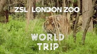 Travel the world this summer without leaving London. Visit London Zoo.