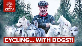 Cycling With Dogs! Is Bikejoring As Barking Mad As It Looks?