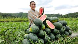 Harvesting Watermelon Garden goes to the Market sell - Animal Care | Nguyễn Thị Diễm