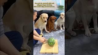 Video Lucu Anjing dimarahi  #shorts #shortsvideo #funny #lucu #viral #trending #animals