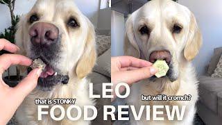 My Dog Reviews Different Foods (ASMR) | Golden Retriever Taste Test