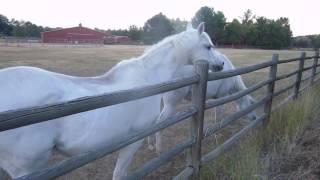 Two Fine-Looking White Horses Come and Greet Me (1080p HD)