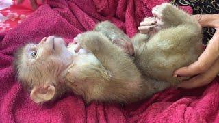 Baby Jessa, Mom Take Care Baby Monkey