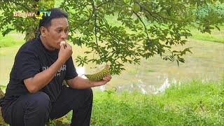 LEGITNYA DURIAN MASAK DI POHON DARI DESA BI'IH