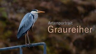 🪶Der Graureiher | Artenportrait