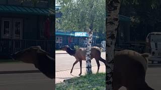 #elk #wildlife #cuteanimal #nature #wildanimals #waskesiu #bigolafs #babyanimals #animallover