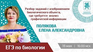 Разбор заданий с изображением биологического объекта, где требуется  анализ графической информации