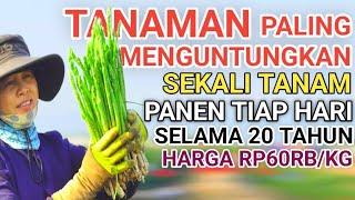 SAYUR MAHAL SEKALI TANAM PANEN TERUS SELAMA 20 TAHUN #tanaman  #asparagus #pertanian