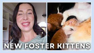 VLOG - Newborn Kittens & A New Pony!