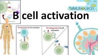 B cell activation