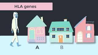 HLA Genes & Molecular Typing Immunology Tutorial