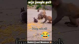 monkeys and rabbit, funny animals, funny video