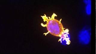 Killer T cell attacking cancer