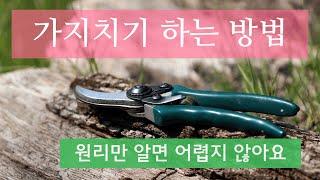 가지치기 원리 방법 / 나무수형 만들기 / 나무의 습성 / 가지치기 요령