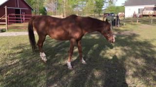 Horse with Equine Protozoal Myeloencephalitis (EPM, Opossum Disease)