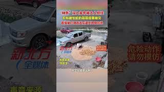 “辣條”闖入家中被大人鉗住不料被怕蛇的哥哥迎面碰見直接被嚇得連連後退並摔倒在地 #新聞 #真實事件 #shorts