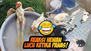 Ayam Sampai Berendam?! Beberapa Reaksi Tidak Terduga Dari Hewan Ketika Mereka Sedang Kepanasan!