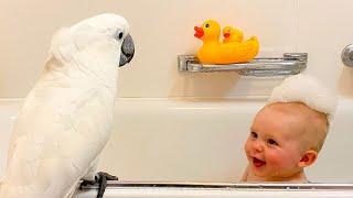 Cockatoo And Baby Boy Are Instant Best Friends | The Dodo