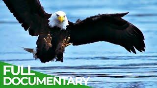 Wildest Islands | Vancouver Island - Rivers of Life | Free Documentary Nature