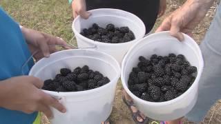 Sandy Creek Blackberry Farm