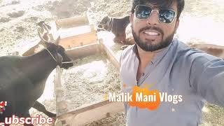 village vlog | Malik mani vlog | Natural Beauty | Punjab Village |  Agriculture Pakistan | beautiful