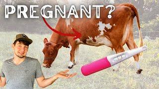 FASTEST Way to Find Out if Your Cow is Pregnant!