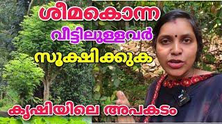 ശീമകൊന്ന വീട്ടിൽ ഉള്ളവർ സൂക്ഷിക്കുക | കൃഷിയിലെ അപകടം | Gliricidia sepium plant | Sheemakonna |