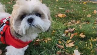 Mikki Shih Tzu Daily life Update