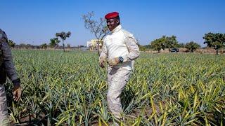 Le Capitaine Ibrahim Traoré visite un champ d'ananas