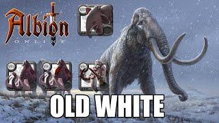OLD WHITE - (2 baby mammoths) | WORLD BOSS | ALBION ONLINE