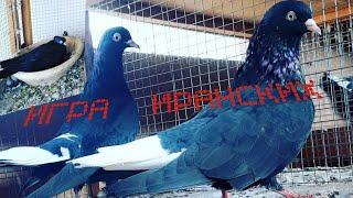 ИГРА ГОЛУБЕЙ (ИРАНЦЫ)#tauben #pigeons 2022г