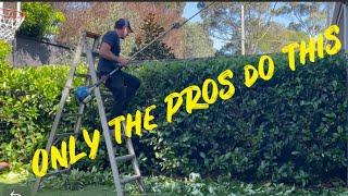 How to Trim a Viburnum Hedge Properly! #viburnum #hedge #hedgetrimming #garden #tips #fyp #diycraft