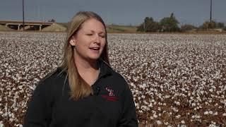 Grad Student Researching Cotton Response To Herbicides To Aid In Battle To Control Weeds