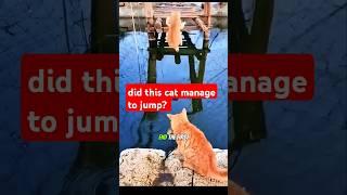 viral! cat jumps very far #cat #viralvideo #shortvideo