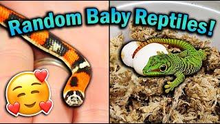 Recent Baby Reptiles that have Hatched!