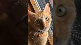  #funnypets #funnypetvideos #funnycats #orangecat #hilariousmoments #pets #catshorts