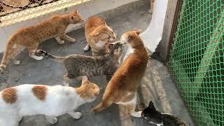 Cat funny fights ️