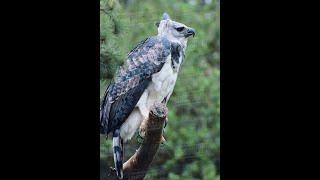 Elang harpy Papua - Harpy Eagle