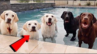 Labrador Lucy Surprises Her Parents and Uncles!!