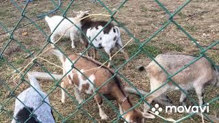Камерунские карликовые козы . Наше хозяйство в Крыму.