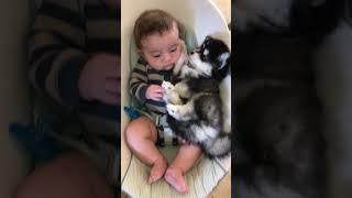 Baby and Husky BFFs Cuddle Together!