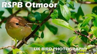 Bird Photography at RSPB Otmoor with the Sony A7IV & Sony FE 200-600mm F5.6-6.3 G OSS