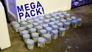 Tidal Gardens 50 Coral Mega Pack Unboxing!!